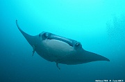 Mobula alfredi raie manta de recif-Maldives Fesdhoo wreck-30m-20240423-da-DSC_6230_tn